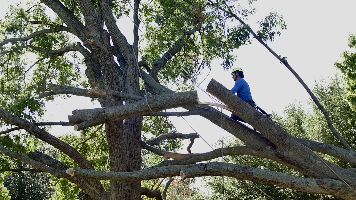 Professional Crown Thinning performed by certified arborists in Napa