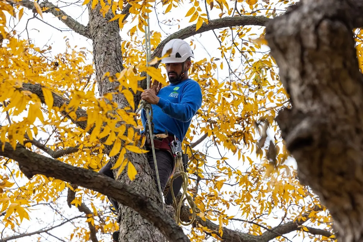 Skilled Tree Pruning crew working in Napa